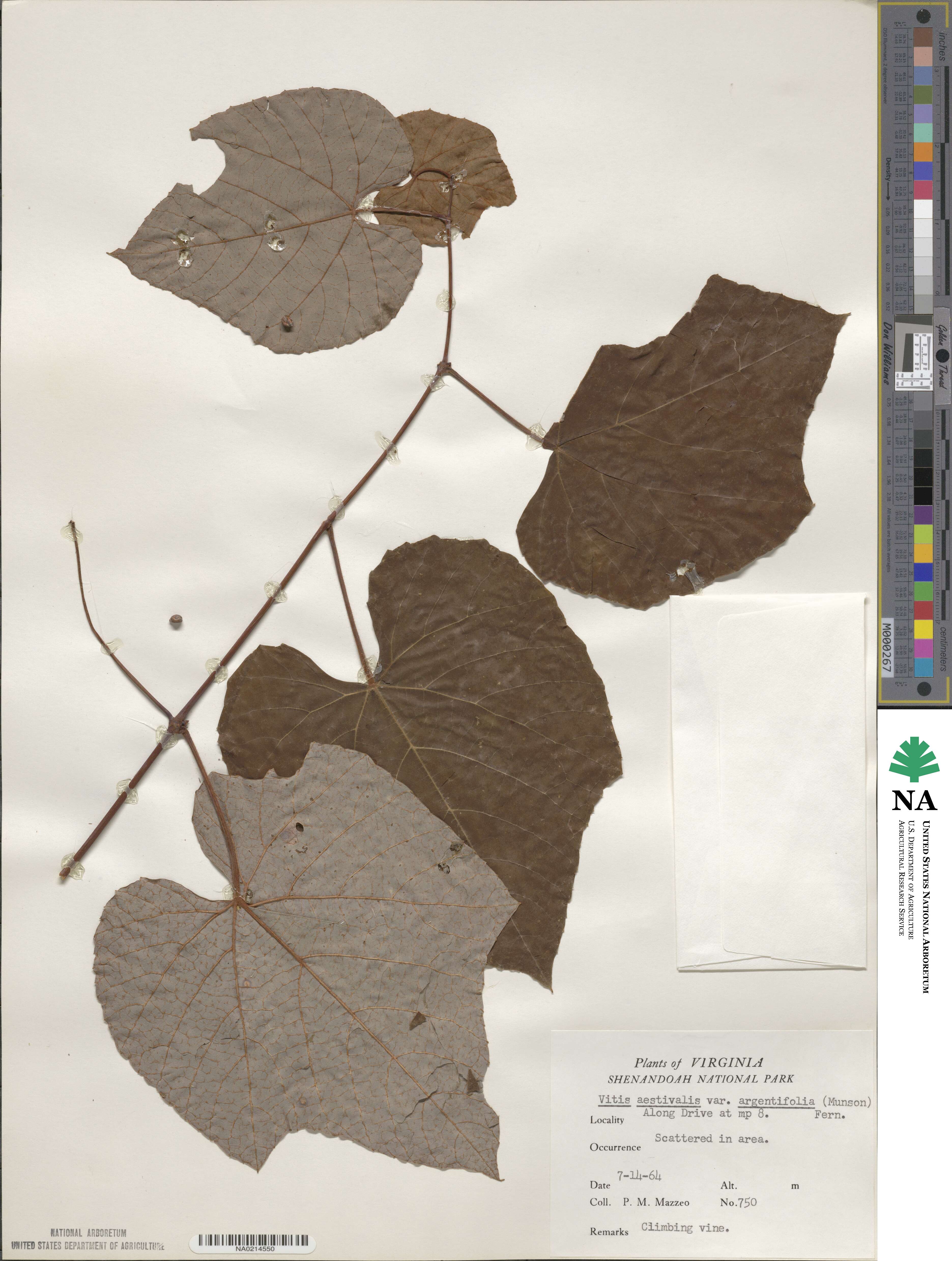 Vitis aestivalis var. bicolor image