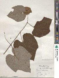 Vitis aestivalis image