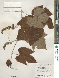 Vitis aestivalis var. bicolor image