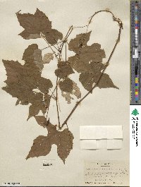 Vitis aestivalis image