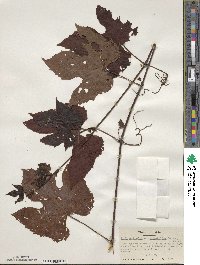 Vitis aestivalis var. bicolor image