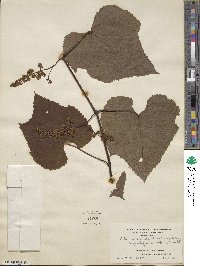 Vitis aestivalis var. bicolor image