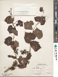 Vitis arizonica image