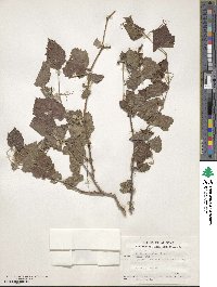 Vitis arizonica image