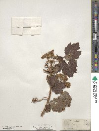 Vitis arizonica image