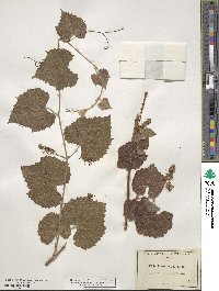 Vitis arizonica image