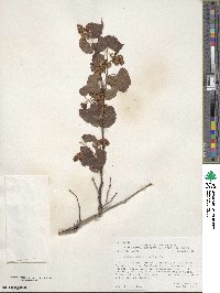 Vitis arizonica image