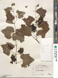 Vitis arizonica image