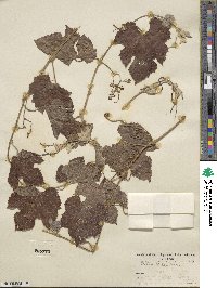 Vitis arizonica image