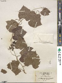 Vitis arizonica image