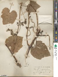 Vitis arizonica image