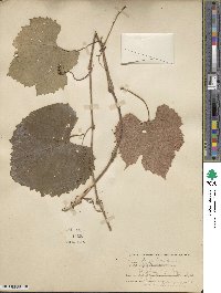 Vitis arizonica image