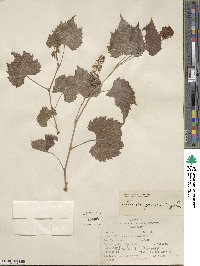 Vitis arizonica image