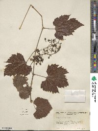 Vitis arizonica image