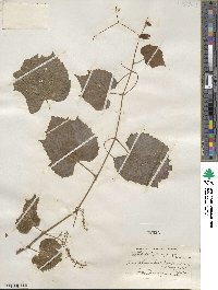 Vitis arizonica image