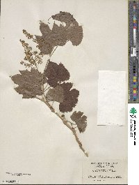 Vitis arizonica image