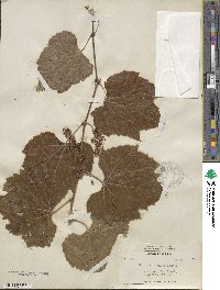 Vitis arizonica image