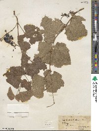 Vitis arizonica image