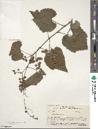 Vitis cinerea var. helleri image