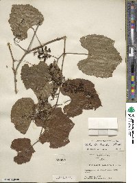 Vitis cinerea var. helleri image