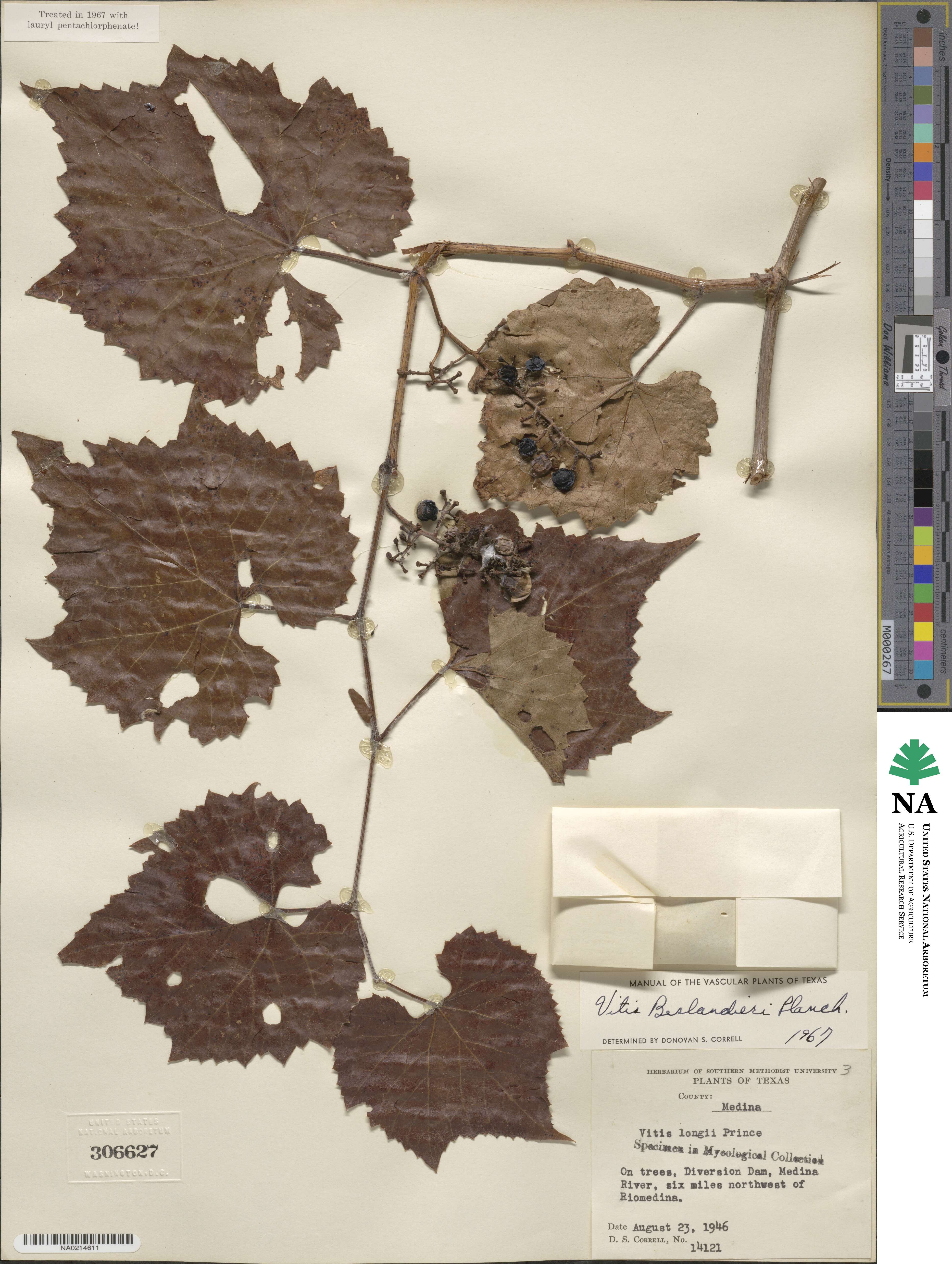 Vitis cinerea image