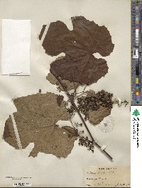 Vitis bicolor image