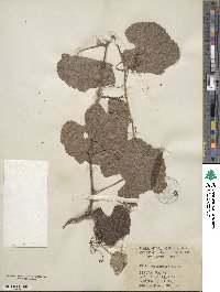 Vitis californica image