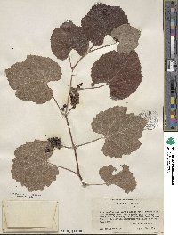 Vitis californica image