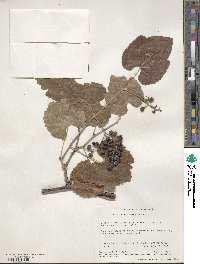 Vitis californica image