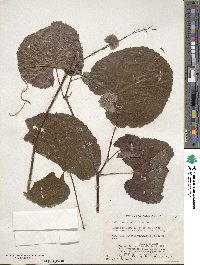 Vitis californica image