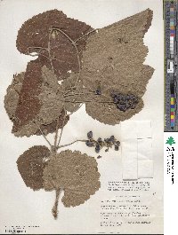 Vitis californica image