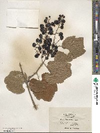 Vitis californica image