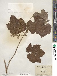 Vitis californica image