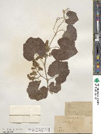 Vitis californica image