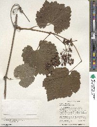 Vitis californica image