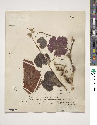 Vitis californica image