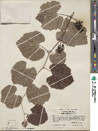 Vitis californica image