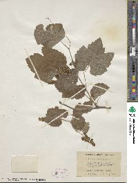 Vitis californica image