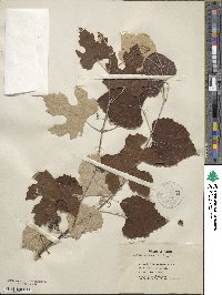 Vitis mustangensis image