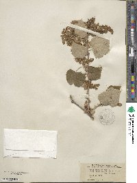 Vitis mustangensis image