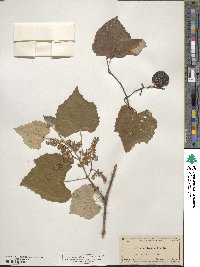 Vitis mustangensis image