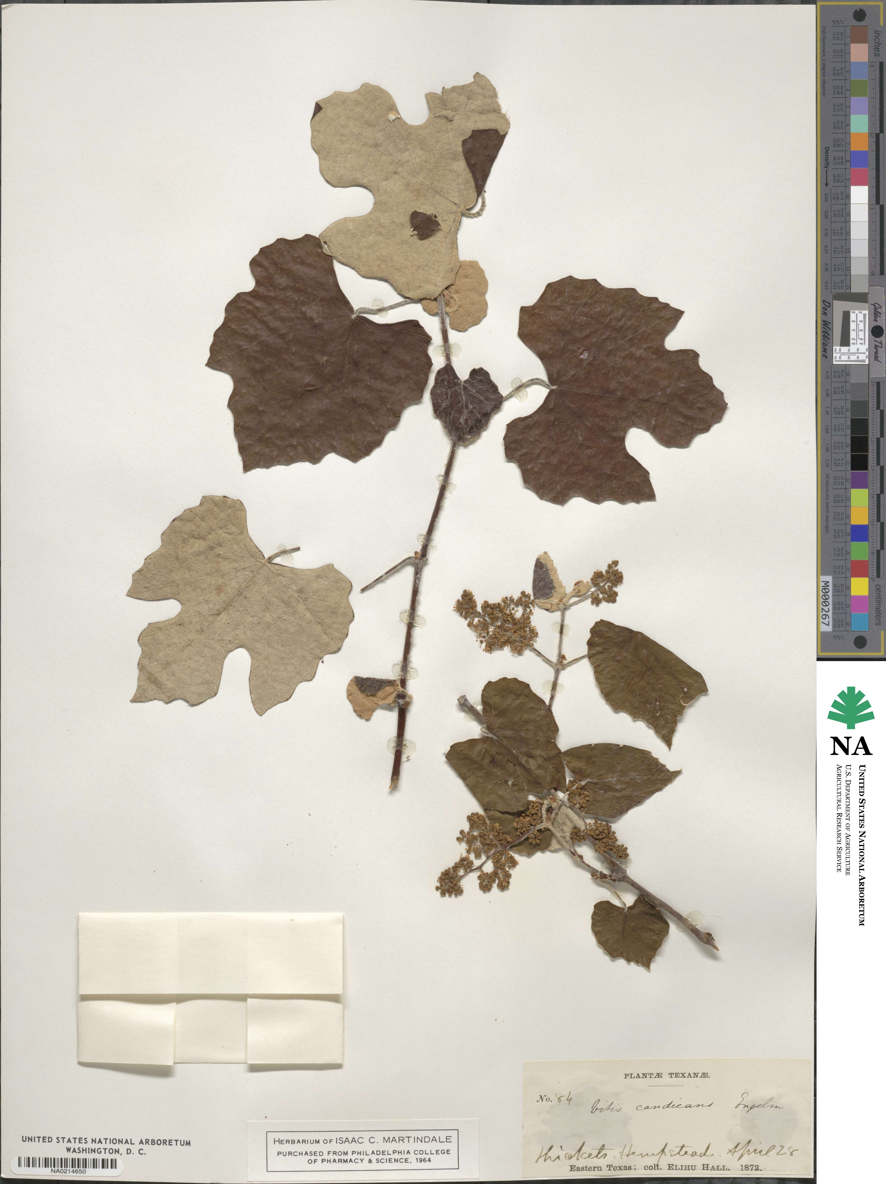Vitis mustangensis image