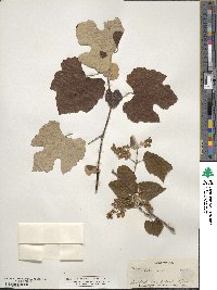 Vitis mustangensis image