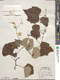 Vitis mustangensis image