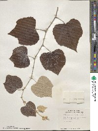 Vitis mustangensis image