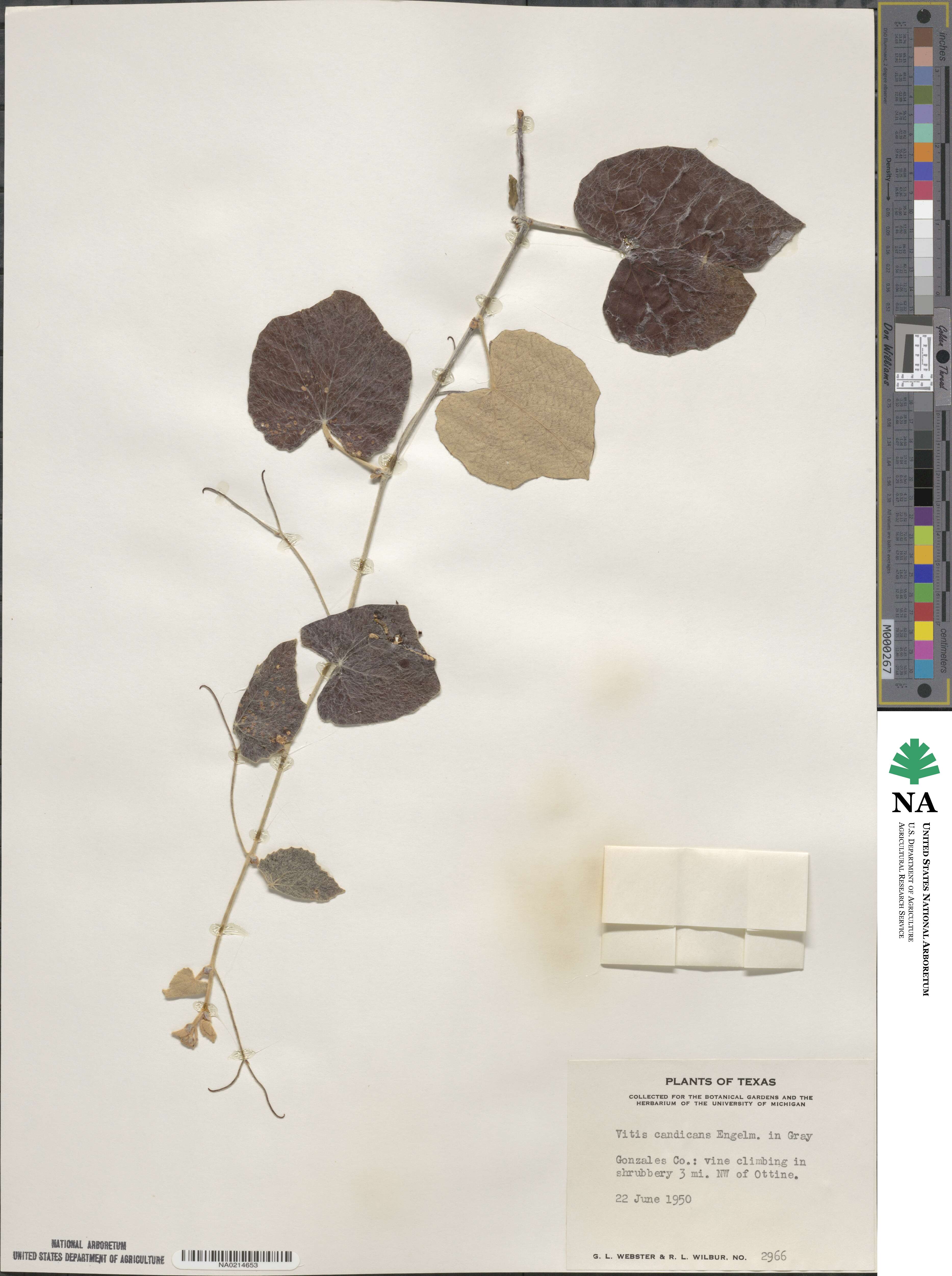 Vitis mustangensis image
