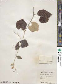 Vitis mustangensis image