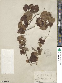 Vitis tiliifolia image