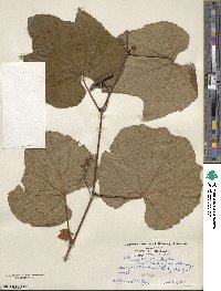 Vitis cinerea image