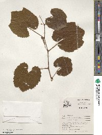 Vitis cinerea image